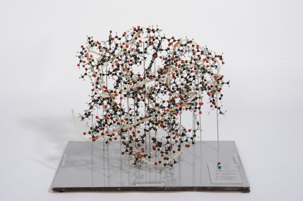 Sperm Whale Myoglobin, 1960s, built by A A Barker, related to research by the crystallographer John Kendrew. Laboratory of Molecular Biology, Cambridge, England.